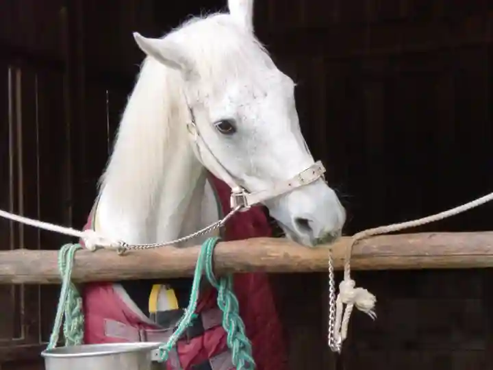 賀茂別雷神社(上賀茂神社)の動物