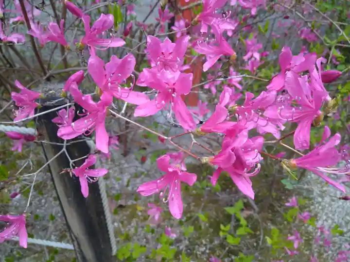 賀茂御祖神社(下鴨神社)の自然