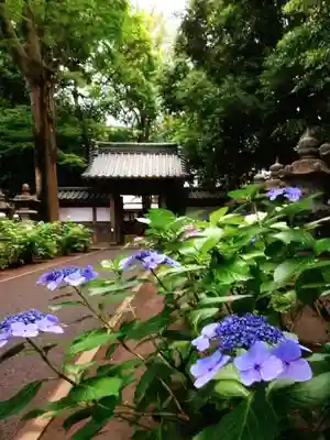 妙法寺(東京都)