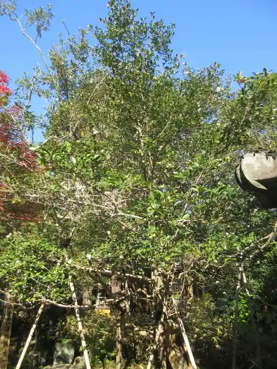 安國論寺(安国論寺)の自然