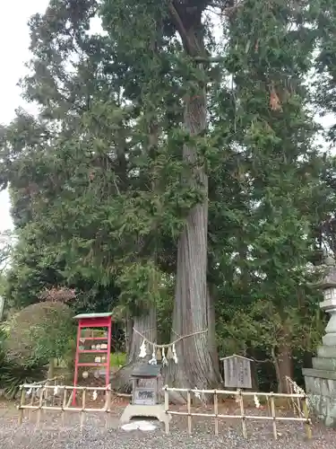 矢奈比賣神社（見付天神）の自然