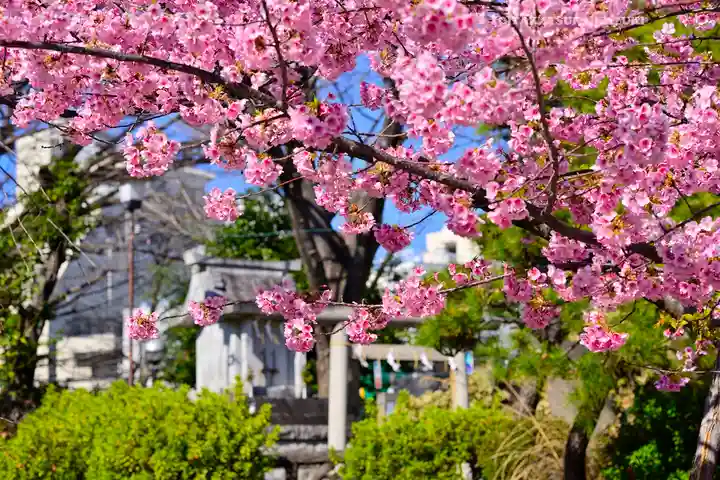 鳩森八幡神社の自然