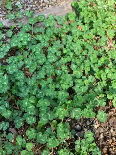 日光二荒山神社(栃木県)