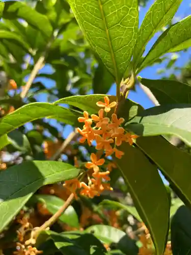 總社 和田八幡宮の自然