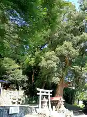 諏訪神社の鳥居