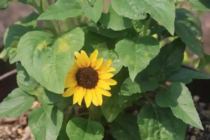 熊野福藏神社の手水舎