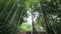 蔵敷熊野神社の自然