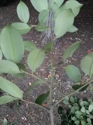 酒門神社(茨城県)