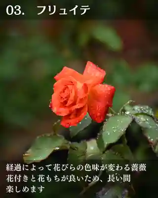 宝光寺(北海道)