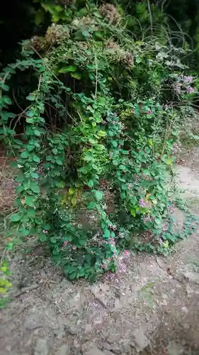 圓光禅寺（円光寺）の自然