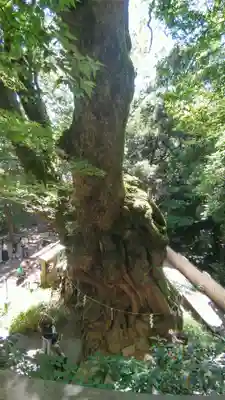 來宮神社(静岡県)