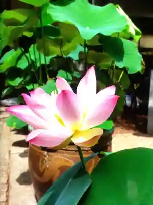 宗延寺(東京都)