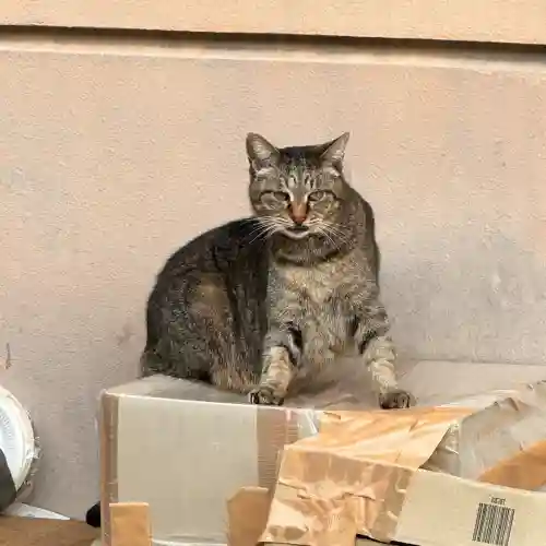 白金氷川神社の{uncategorized: "未分類", other: "その他", undefined: "問題あり", building: "その他建物", grave: "お墓", sacred_gate: "鳥居", guardian: "狛犬", statue: "像", buddha: "仏像", history: "歴史", nature: "自然", garden: "庭園", animal: "動物", pagoda: "塔", temizu: "手水舎", mountain_gate: "山門・神門", sanctuary: "本殿・本堂", subordinate: "末社・摂社", art: "芸術", scenery: "景色", jizo: "地蔵", ema: "絵馬", goshuin: "御朱印", omikuji: "おみくじ", items: "授与品その他", amulet: "お守り", goshuincho: "御朱印帳", eats: "食事", festival: "お祭り", votive_dance: "神楽", shichigosan: "七五三参", wedding: "結婚式", experience: "体験その他", initially: "初詣", around: "周辺", anti_infection: "感染症対策"}