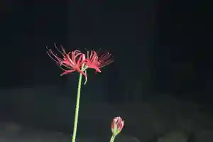 国宝 大法寺の自然(2020年09月16日(水) 17時02分03秒投稿)