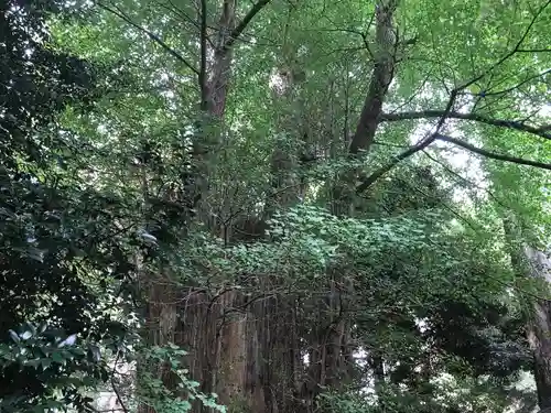 大國魂神社の自然
