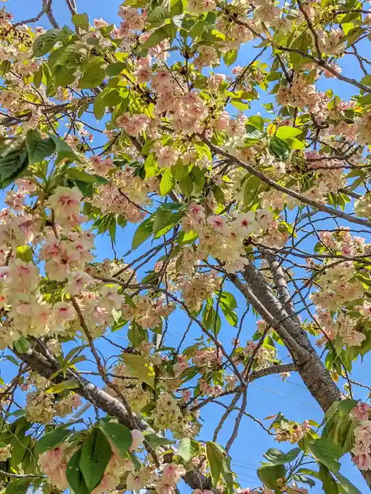 六孫王神社(京都府)