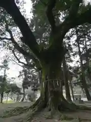 八幡神社の自然