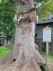 上戸田氷川神社の自然