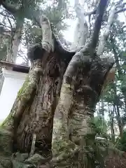 黒沼神社の自然