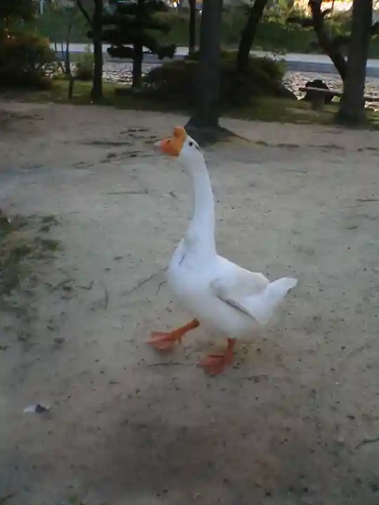 津島神社の周辺