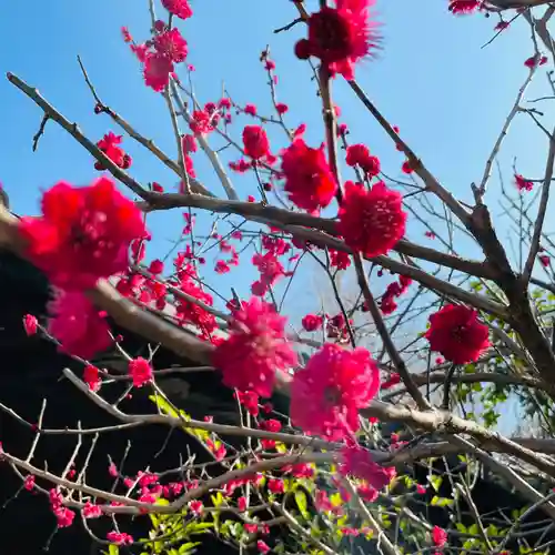 湯島天満宮の自然