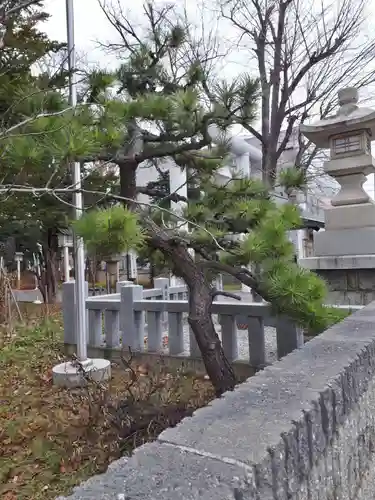 新琴似神社の自然