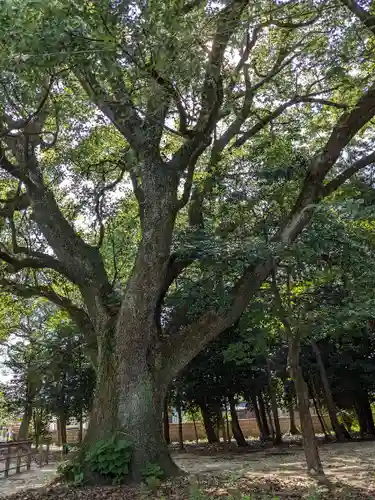 伊多波刀神社の自然