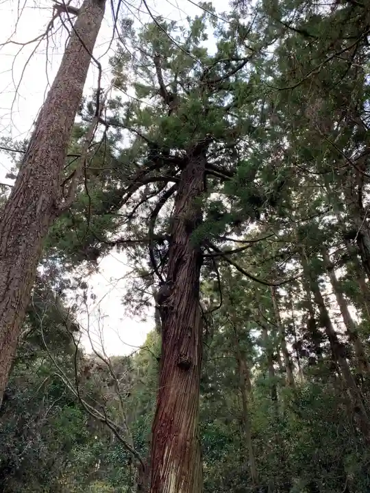 丸郷神社の自然