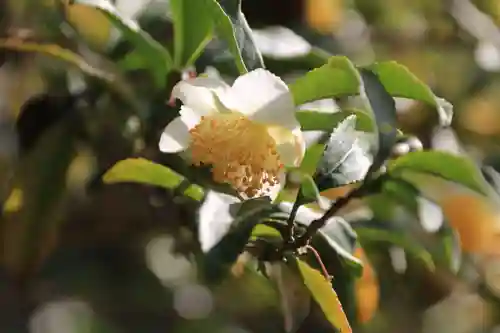 豊景神社の自然