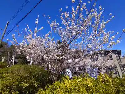 武州白子熊野神社(埼玉県)