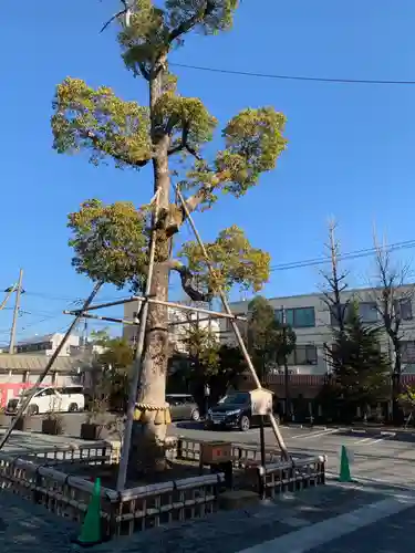 溝口神社の自然