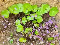 土津神社|こどもと出世の神さまの自然