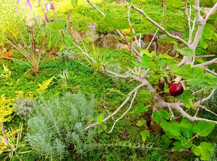 寿量山 速成寺のお墓