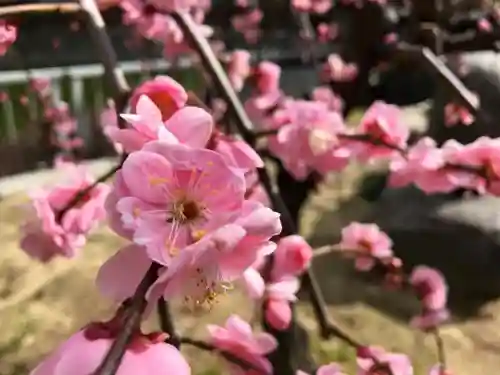 大阪天満宮の自然