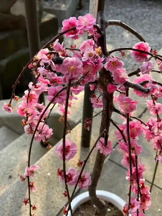 牛天神北野神社の自然