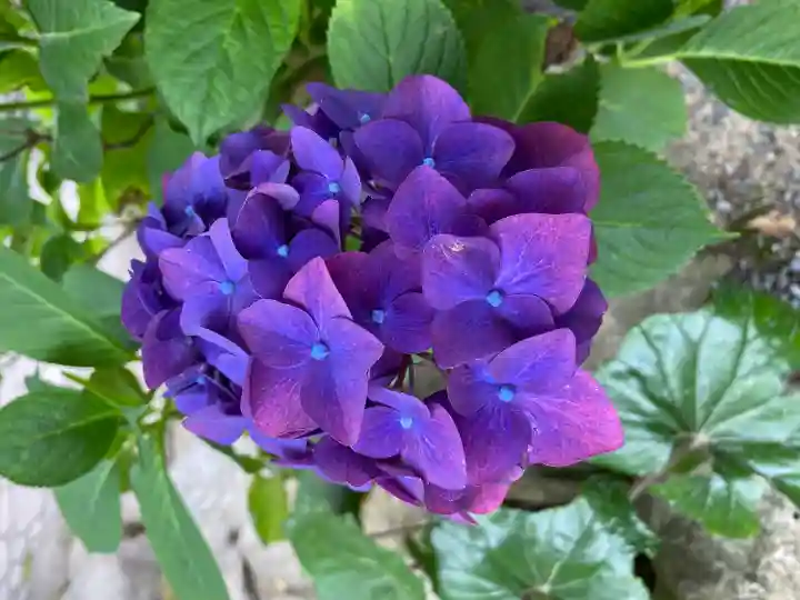 楽法寺(雨引観音)の庭園
