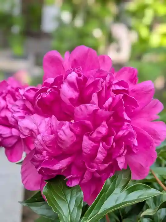 瑞円寺(東京都)