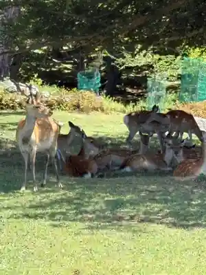 金華山黄金山神社(宮城県)
