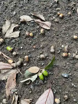 岩戸分神社の自然