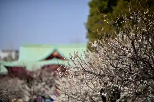 亀戸天神社の自然
