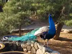 楽法寺（雨引観音）の動物