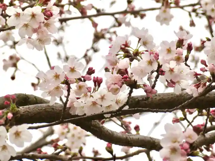 鶴岡八幡宮の自然