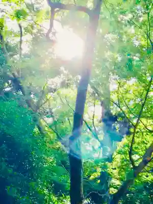 阿夫利神社の自然