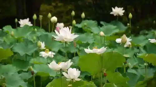 半木神社の自然