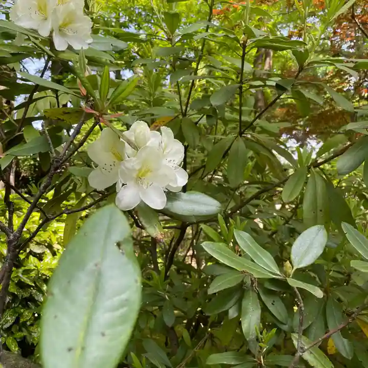 上野東照宮の自然