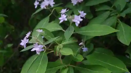 柳谷観音　楊谷寺の自然