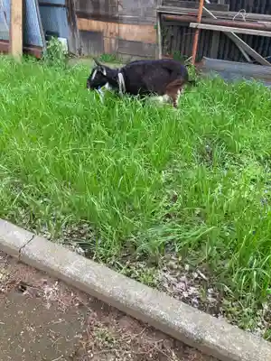 健速神社(神奈川県)