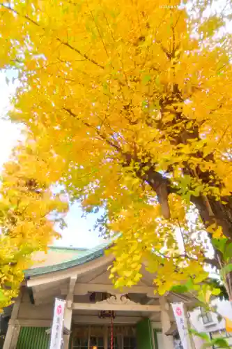 銀杏岡八幡神社(東京都)