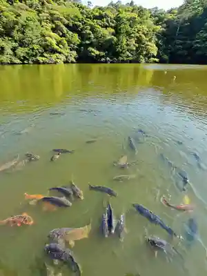 賢沼寺（沼ノ内弁財天）の動物