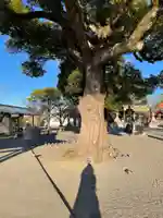 成田山大阪別院 明王院の自然